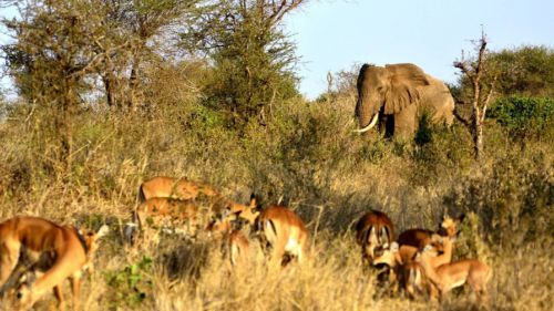 Kenia: Auf den Spuren der Elefanten und anderen Wildtieren