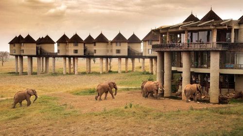 Kenia: Elefanten direkt an der Lodge