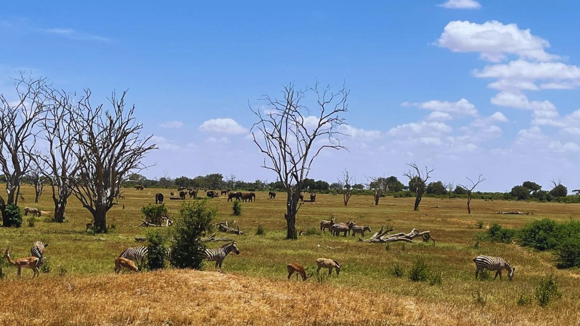 Kenia: Zahlreiche Tierarten während einer Safari erleben