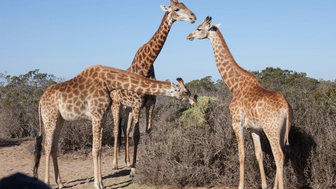 Langebaan: Giraffen in den umliegenden Nationalparks entdecken