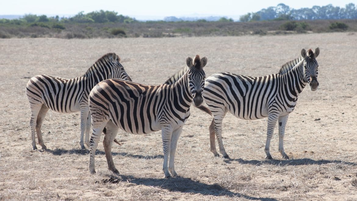 Langebaan: Zebras entdecken