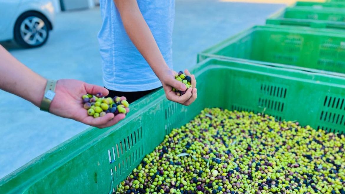 Zarzis: Besuch einer Olivenfabrik