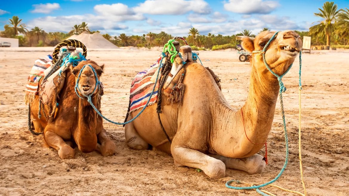 Ägypten: Kamelreiten