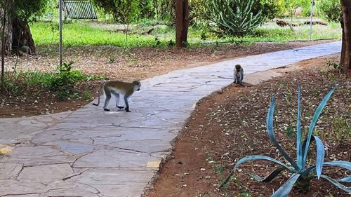 Kenia: Affen dürfen natürlich im Camp nicht fehlen