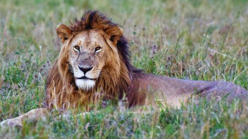 Kenia: Auf den Spuren der Big Five