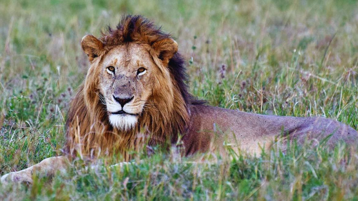 Kenia: Auf den Spuren der Big Five