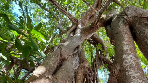 Kilifi: Die Unterkunft ist Dir gerne bei der Organisation behilflich Kilifi: Die Unterkunft ist Dir gerne bei der Organisation behilflich