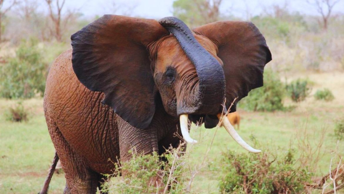 Kenia: Begegnungen mit den afrikanischen Elefanten während einer Jeepsafari Kenia: Begegnungen mit den afrikanischen Elefanten während einer Jeepsafari