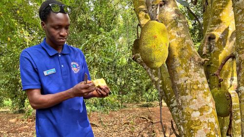 Tansania: Spice Farm Tansania: Spice Farm