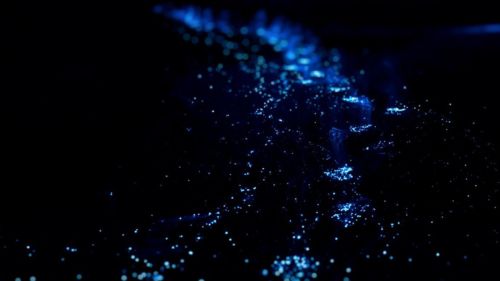 Tobago: Bio Luminesence Safari