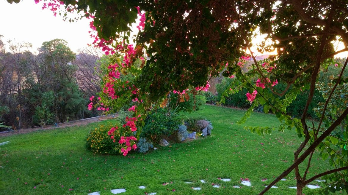 Naxos: Blick in den Garten der Surfer Appartements
