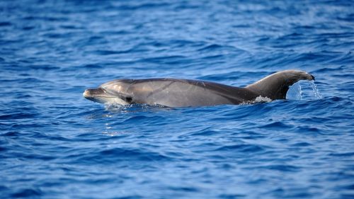 Portugal: Delphine-Tour