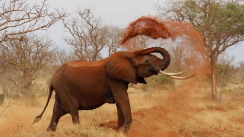 Kenia: Die bekannten roten Elefanten Kenia: Die bekannten roten Elefanten