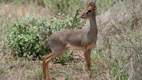 Kenia: Die Kleinen dürfen natürlich auch nicht fehlen