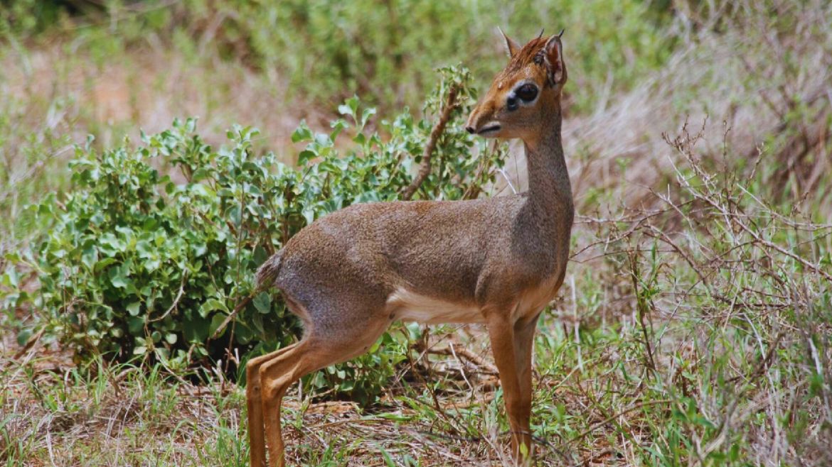 Kenia: Die Kleinen dürfen natürlich auch nicht fehlen