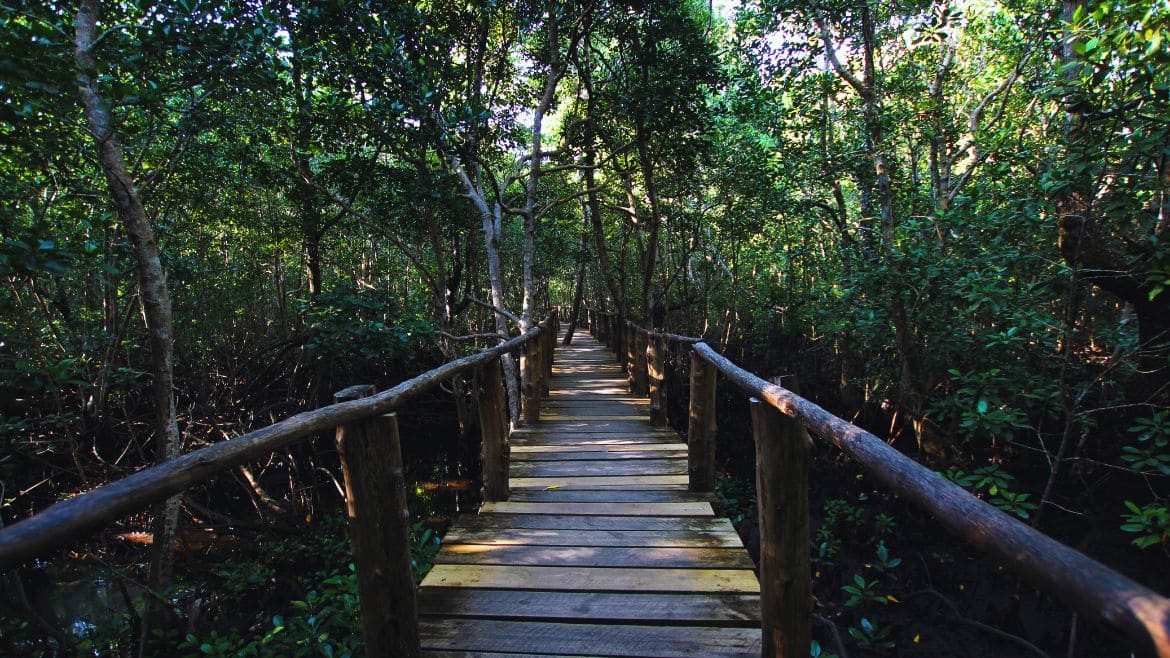 Die Natur hautnah im Jozani Forest Nationalpark entdecken