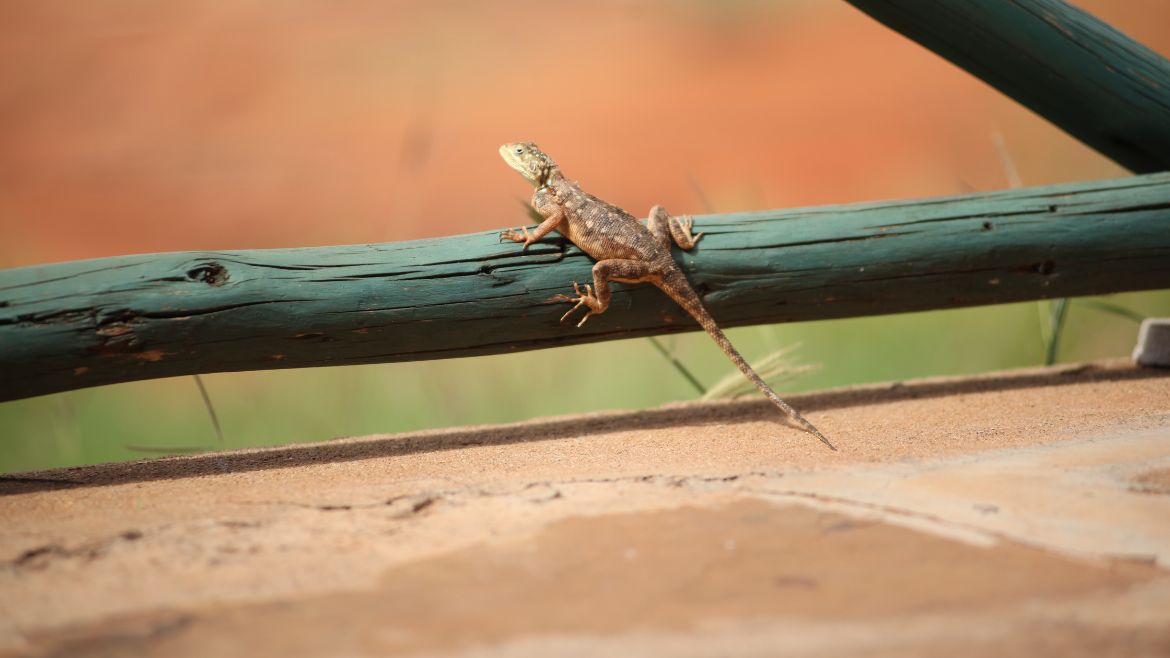 Kenia: Eine Vielzahl an verschiedenen Echsenarten leben in den Nationalparks Kenias