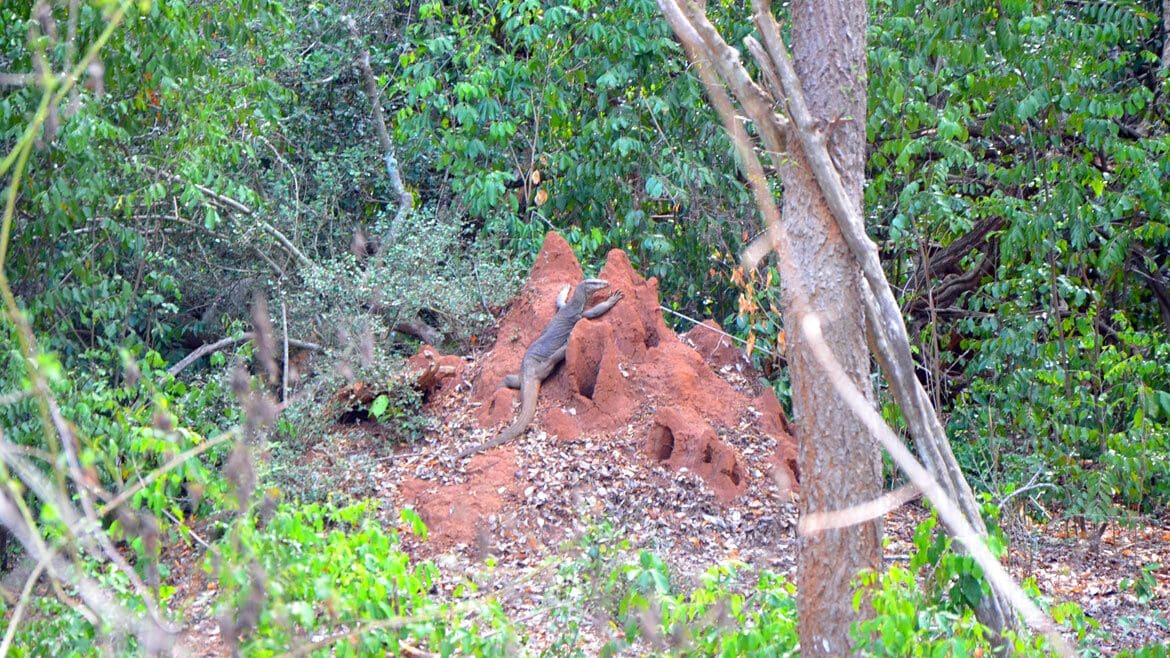 Sri Lanka: Ein Bengalwaran