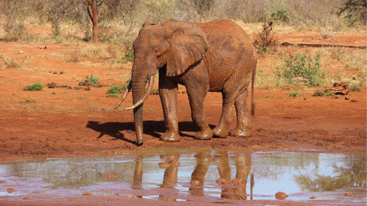 Kenia: Erlebe Elefanten in ihrer natürlichen Umgebung Kenia: Erlebe Elefanten in ihrer natürlichen Umgebung