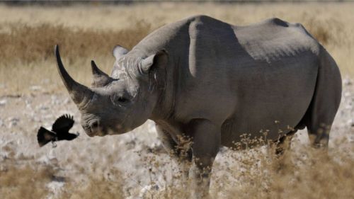 Kenia: Die schwarzen Nashörner Kenias
