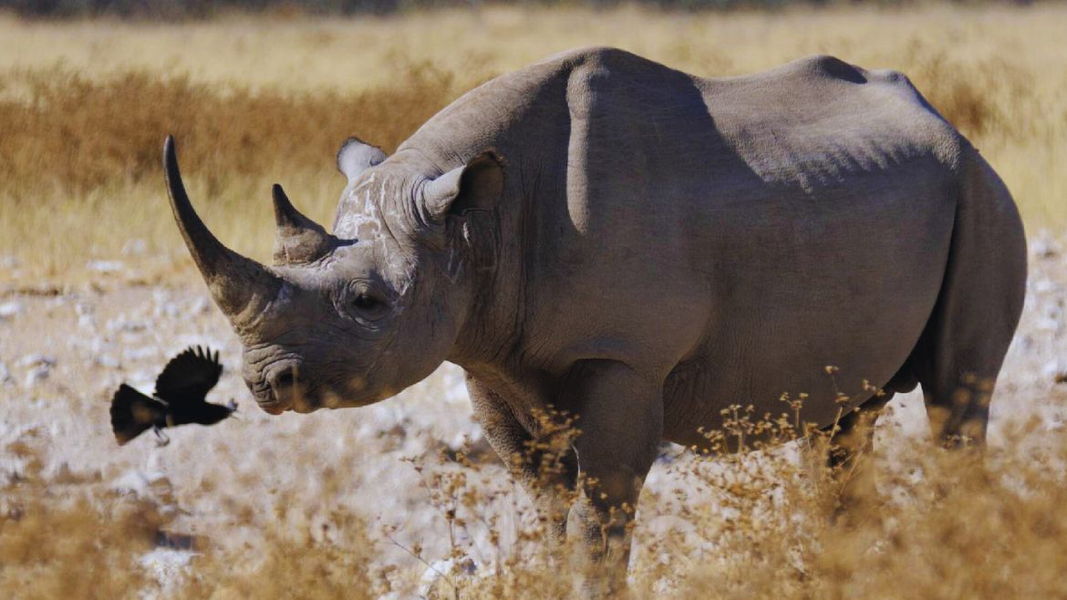 Kenia: Die schwarzen Nashörner Kenias