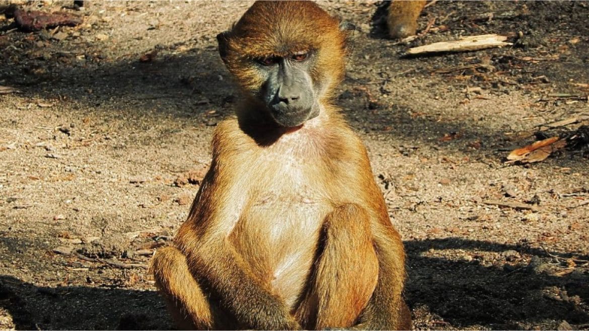 Kenia: Verschiedenste Affenarten in Kenias Nationalparks