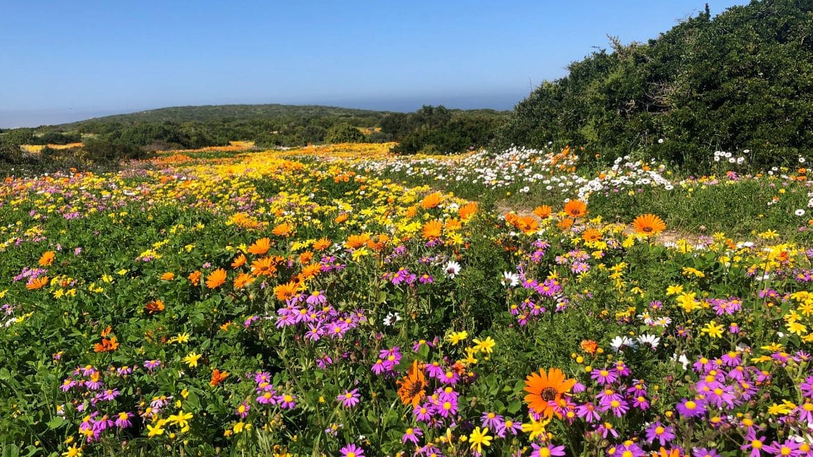Langebaan: Entdecke die vielen wilden Blumen entlang des Weges von Langebaan Langebaan: Entdecke die vielen wilden Blumen entlang des Weges von Langebaan