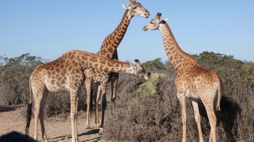Langebaan: Besuche Buffelsfontein. Langebaan: Besuche Buffelsfontein.