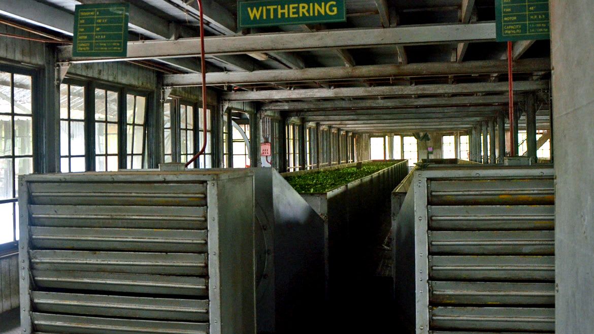 Sri Lanka: Erfahre wie Tee in einer Fabrik hergestellt wird Sri Lanka: Erfahre wie Tee in einer Fabrik hergestellt wird
