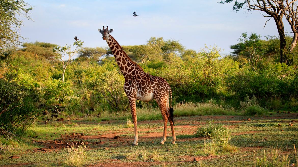 Kenia: Tauche ein in die Welt der Tiere Kenias Kenia: Tauche ein in die Welt der Tiere Kenias