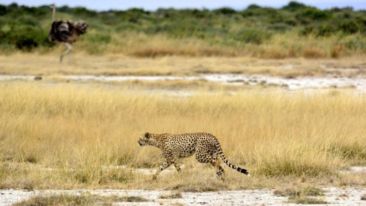 Kenia: Erlebe während Deiner Jeepsafari dass unberührte Tierparadies