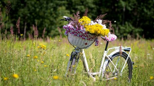 Marsala: Fahrradvermietung Marsala: Fahrradvermietung