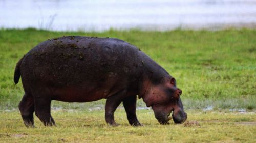 Kenia: Flusspferde in Kenia entdecken