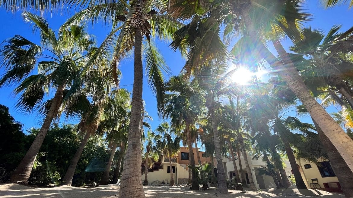 Toller Innenhof mit Palmen