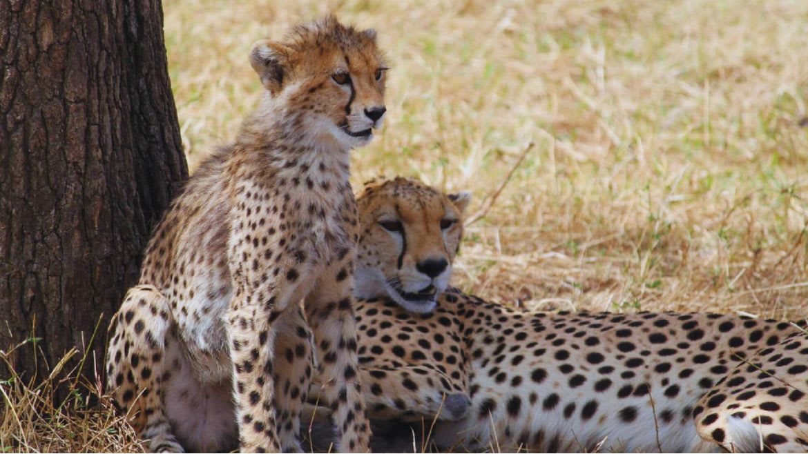Kenia: Mit etwas Glück lassen sich Geparde während einer Jeepsafari entdecken Kenia: Mit etwas Glück lassen sich Geparde während einer Jeepsafari entdecken