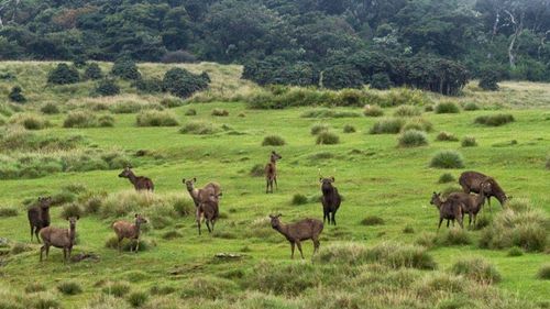 Sri Lanka: Horton Plains Nationalpark Sri Lanka: Horton Plains Nationalpark