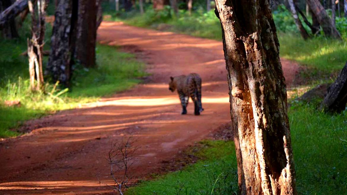 Sri Lanka: Zahlreiche Tiere im Wilpattu entdecken