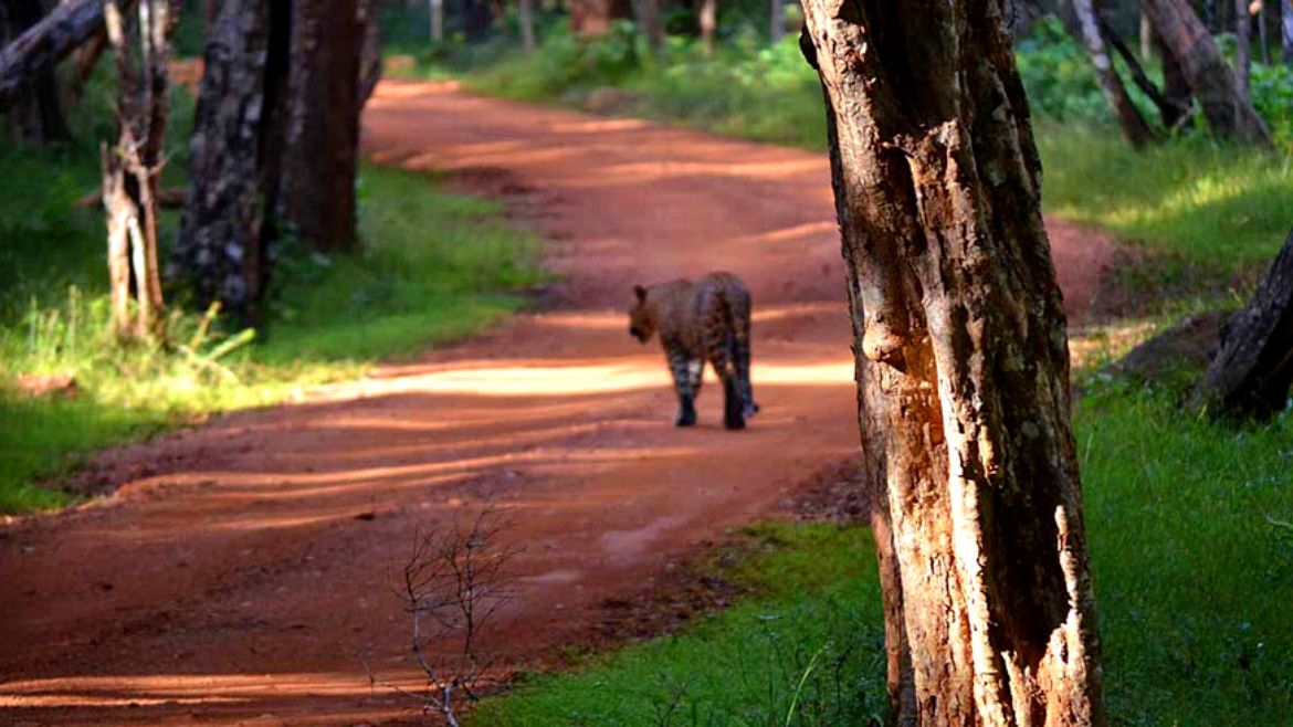 Sri Lanka: Zahlreiche Tiere im Wilpattu entdecken Sri Lanka: Zahlreiche Tiere im Wilpattu entdecken