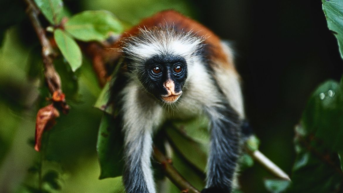 Die bekannten Colobus Affen im Jozani Forest Die bekannten Colobus Affen im Jozani Forest