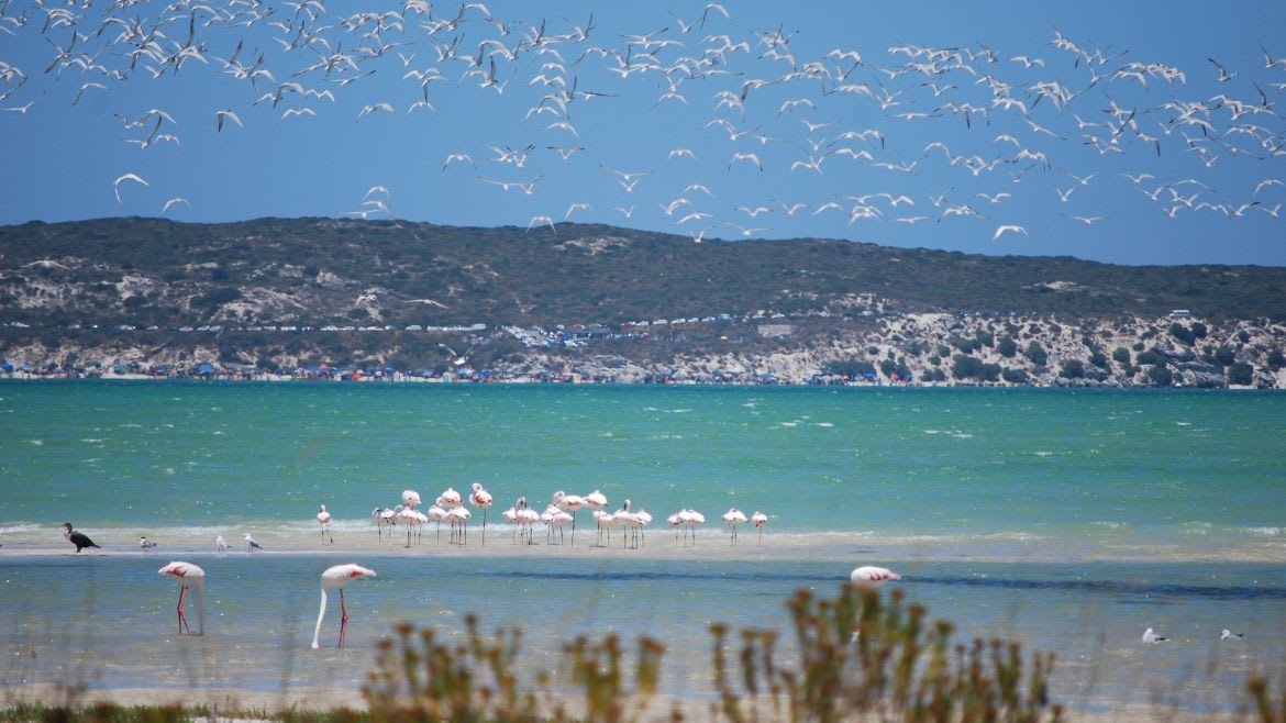 Südafrika: Ein Paradies für Natur- und Vogelliebhaber