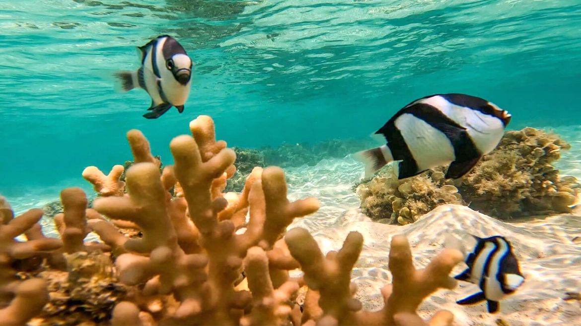 Soma Bay: Nach dem Kiten die Unterwasserwelt entdecken