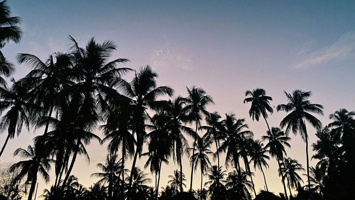 Palmen ohne Ende Palmen ohne Ende