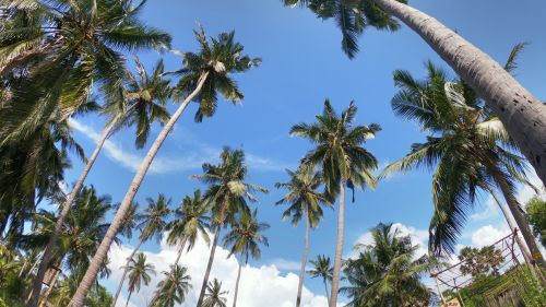 Kappalady: Allgemeines