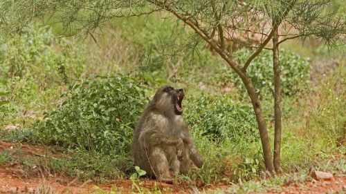 Kenia: Paviane leben in Kenias Nationalparks