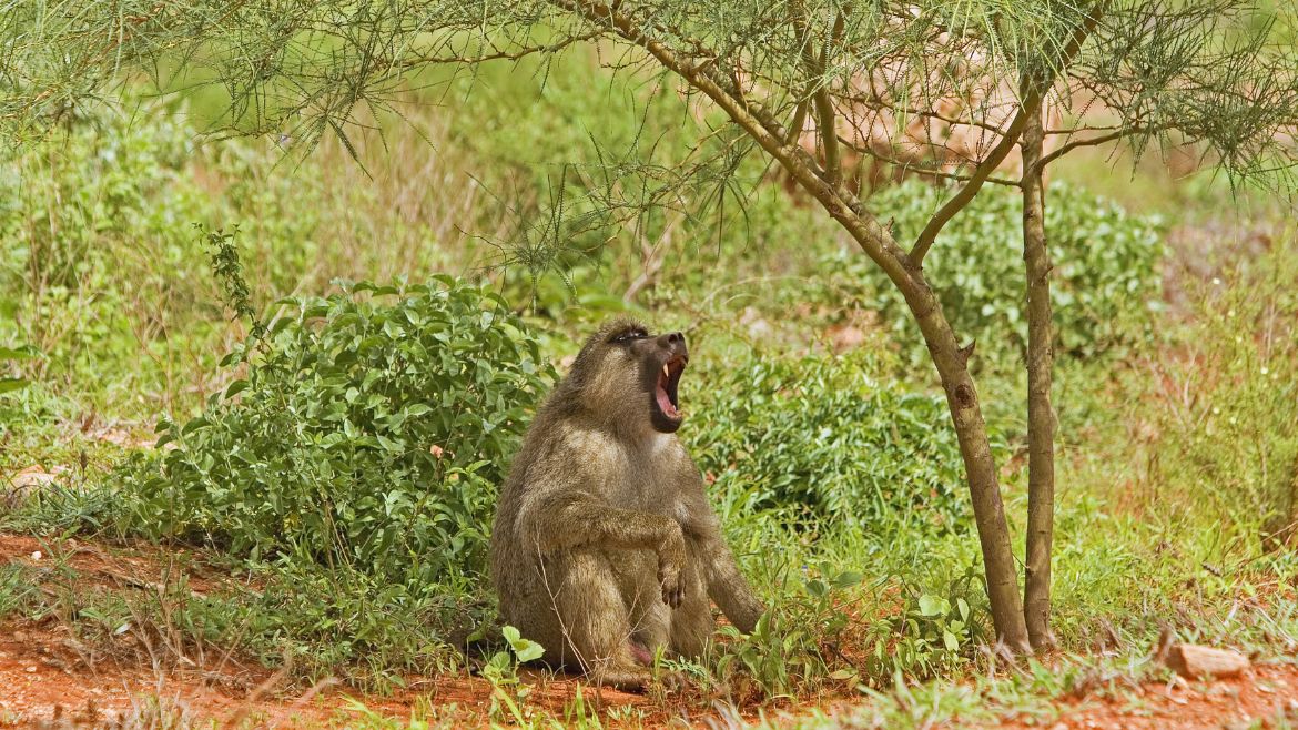Kenia: Paviane leben in Kenias Nationalparks