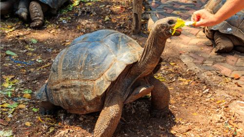 Tansania: Prison Island Tansania: Prison Island