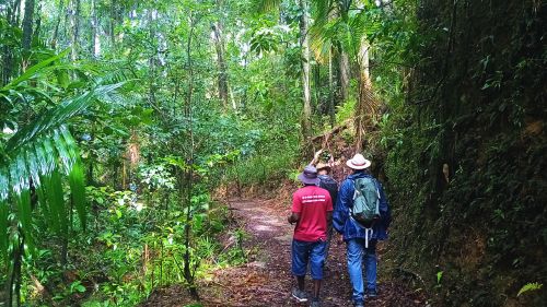 Tobago: Regenwald-Tour