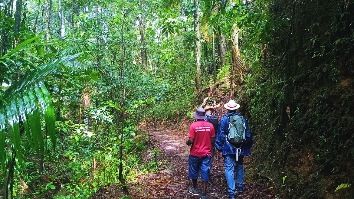 Tobago: Geführte Tour durch den Regenwald Tobagos