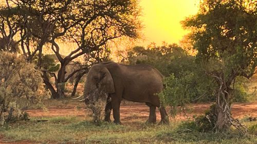 Kilifi: Jeepsafari durch die Nationalparks Kenias.