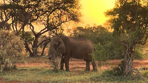 Kilifi: Jeepsafari durch die Nationalparks Kenias.